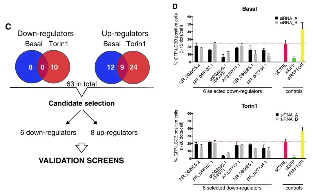 案例解讀丨高通量高內(nèi)涵siRNA文庫篩選發(fā)現(xiàn)lncRNA DRAIC為新型自噬調(diào)節(jié)因子-肽度TIMEDOO
