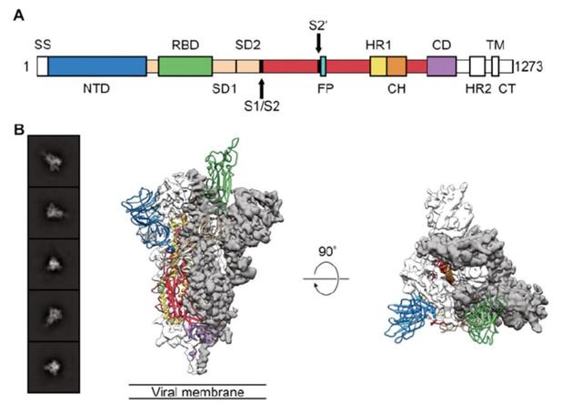 新冠不存在短期復(fù)發(fā)？科學(xué)推論直指“復(fù)陽”實(shí)質(zhì)-肽度TIMEDOO