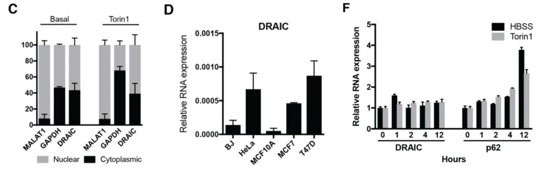 案例解讀丨高通量高內(nèi)涵siRNA文庫篩選發(fā)現(xiàn)lncRNA DRAIC為新型自噬調(diào)節(jié)因子-肽度TIMEDOO