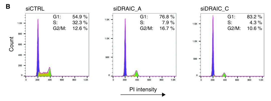 案例解讀丨高通量高內(nèi)涵siRNA文庫篩選發(fā)現(xiàn)lncRNA DRAIC為新型自噬調(diào)節(jié)因子-肽度TIMEDOO