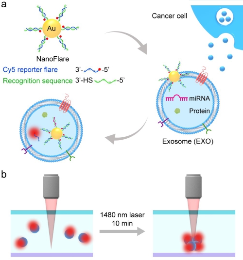 國家納米中心在腫瘤外泌體microRNA高靈敏檢測方面取得進展-肽度TIMEDOO