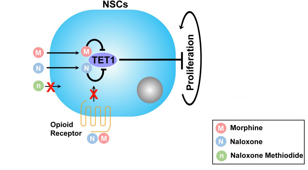 廣州生物院揭示阿片類藥物與DNA去甲基化酶相互作用新機制-肽度TIMEDOO