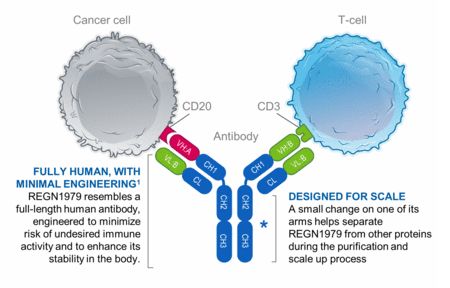再生元與再鼎醫(yī)藥達(dá)成戰(zhàn)略合作，大中華區(qū)開發(fā)REGN1979治療B細(xì)胞腫瘤！-肽度TIMEDOO