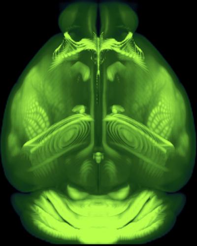 高分辨率完整小鼠大腦三維地圖集發(fā)布-肽度TIMEDOO