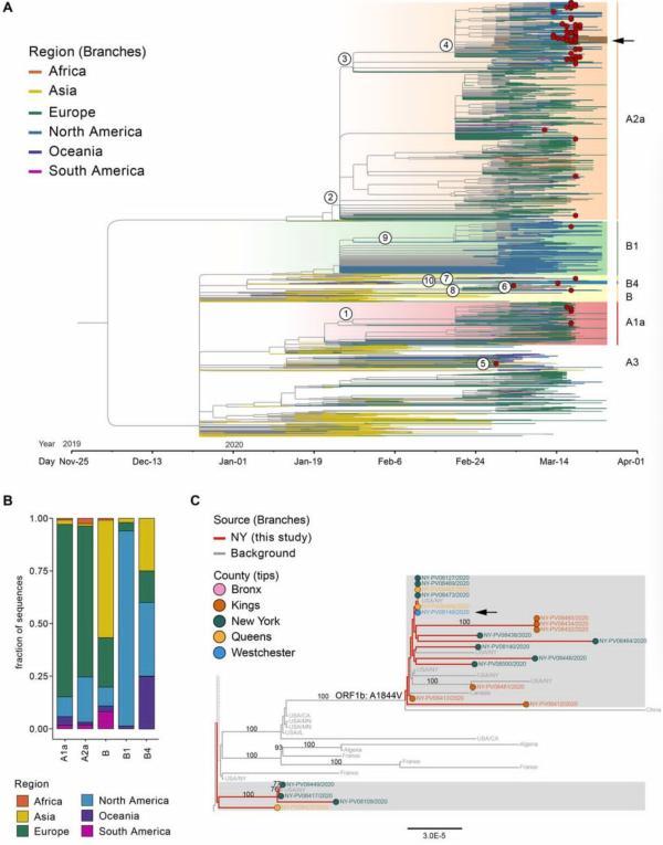 《科學(xué)》刊發(fā)美國研究:紐約新冠病毒主要由歐洲和美洲引入-肽度TIMEDOO