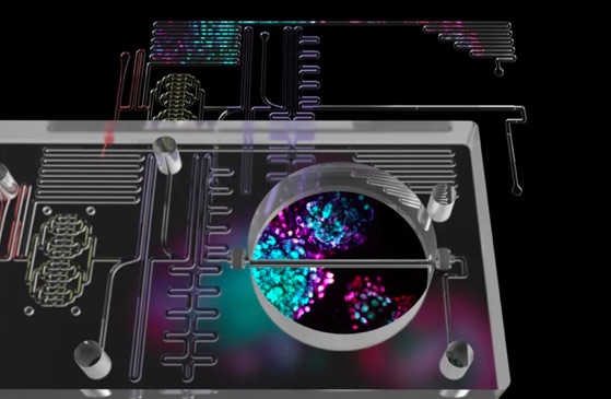 哈佛大學(xué)：利用小芯片就能篩出“胰島細(xì)胞”！讓治愈糖尿病更進(jìn)一步-肽度TIMEDOO