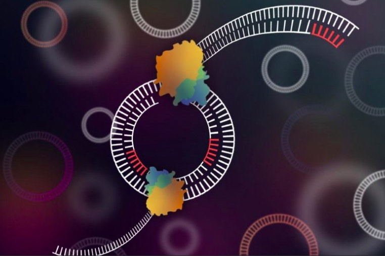 加拿大阿爾伯塔大學(xué):開發(fā)環(huán)狀DNA測序工具,有望促進(jìn)癌癥和農(nóng)業(yè)等領(lǐng)域的研究-肽度TIMEDOO