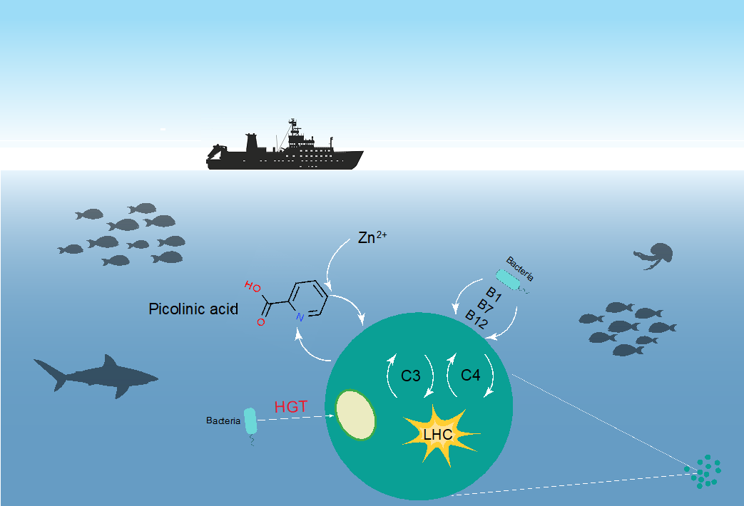 華大科學(xué)家聯(lián)合國(guó)際多個(gè)團(tuán)隊(duì)首次發(fā)現(xiàn)綠色植物第三門——“華藻門”-肽度TIMEDOO