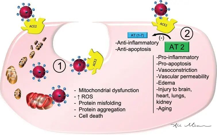 哈佛大學(xué)權(quán)威專家：COVID-19會(huì)損害人的神經(jīng)系統(tǒng)，引發(fā)不同程度的大腦功能損傷-肽度TIMEDOO