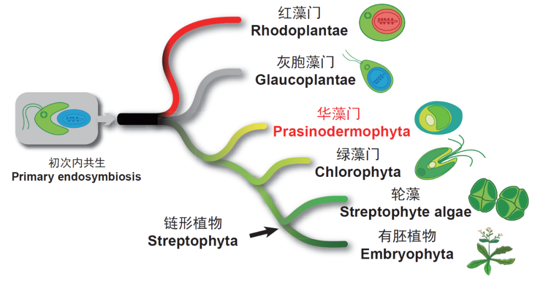 華大科學(xué)家聯(lián)合國(guó)際多個(gè)團(tuán)隊(duì)首次發(fā)現(xiàn)綠色植物第三門——“華藻門”-肽度TIMEDOO