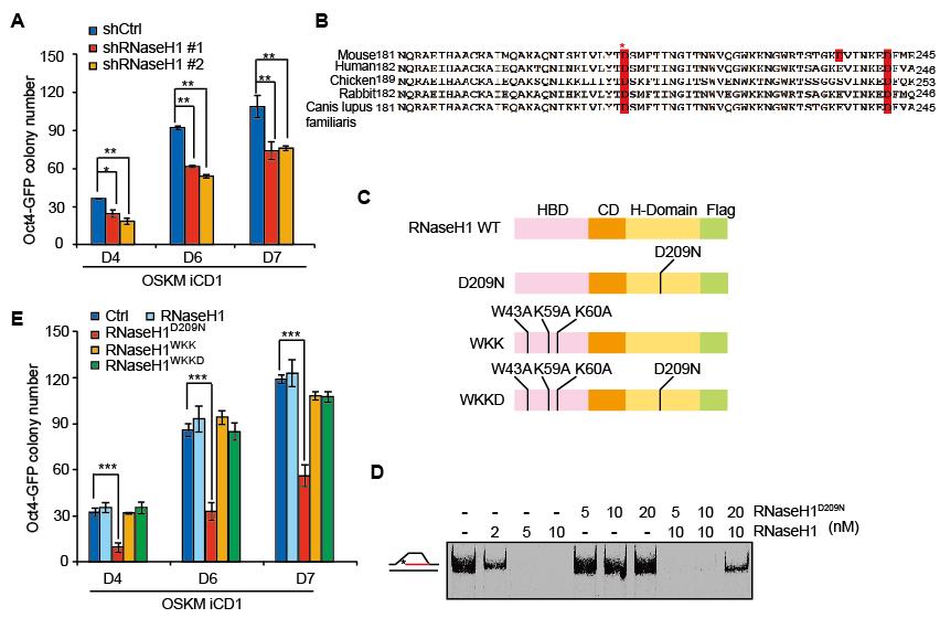 廣州生物院等揭示SOX2/DDX5與R-loop協(xié)同調(diào)控體細胞重編程為誘導(dǎo)多能干細胞的新機制-肽度TIMEDOO