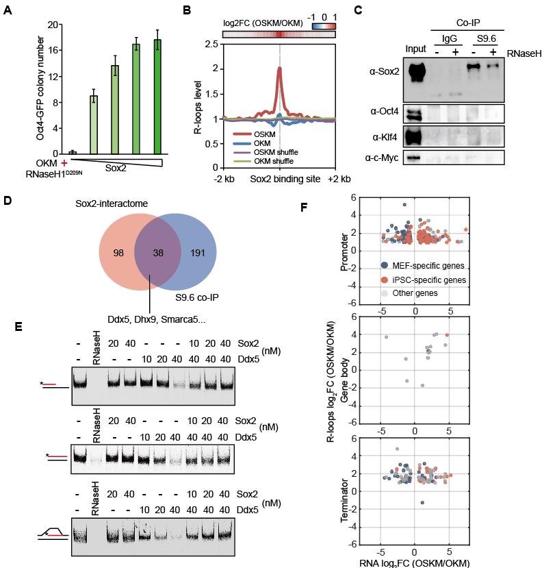 廣州生物院等揭示SOX2/DDX5與R-loop協(xié)同調(diào)控體細胞重編程為誘導(dǎo)多能干細胞的新機制-肽度TIMEDOO