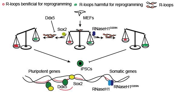 廣州生物院等揭示SOX2/DDX5與R-loop協(xié)同調(diào)控體細胞重編程為誘導(dǎo)多能干細胞的新機制-肽度TIMEDOO