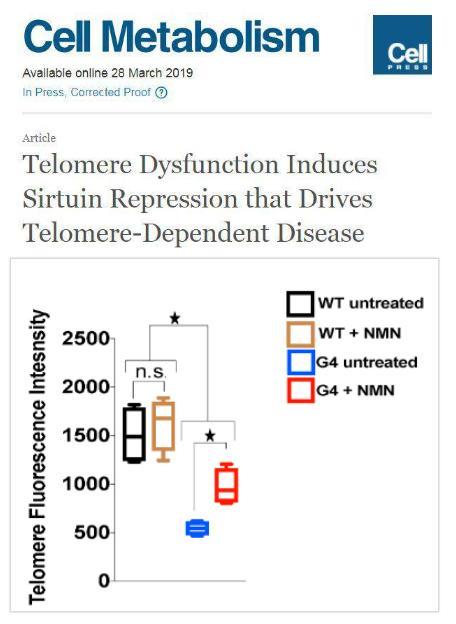 Nature：發(fā)現(xiàn)抽煙加速端粒縮短，已找到恢復(fù)辦法-肽度TIMEDOO