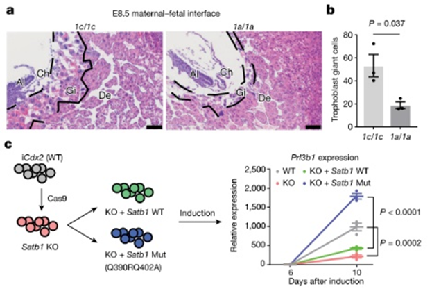 1595752588275074564.png 清華大學醫(yī)學院: 李海濤課題組《自然》發(fā)表合作論文揭示哺乳動物基因組6mA修飾調控染色質結構與早期發(fā)育-肽度TIMEDOO