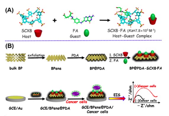 云南大學(xué):新型電化學(xué)細(xì)胞傳感器助攻腫瘤檢測(cè)和癌癥早期診斷-肽度TIMEDOO