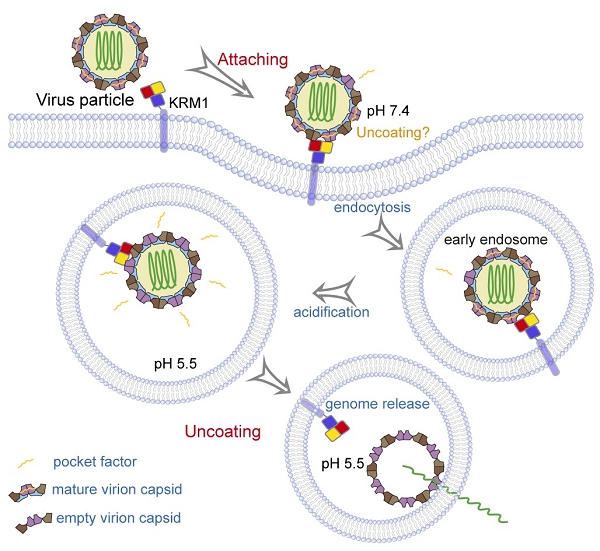 中科院微生物所:研究揭示A族腸道病毒利用“一石二鳥”受體入侵的分子機(jī)制-肽度TIMEDOO