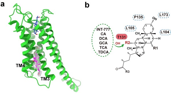 浙江大學(xué)醫(yī)學(xué)院: 研究揭示GPCR膽汁酸受體配體識別和激活的獨特機制-肽度TIMEDOO