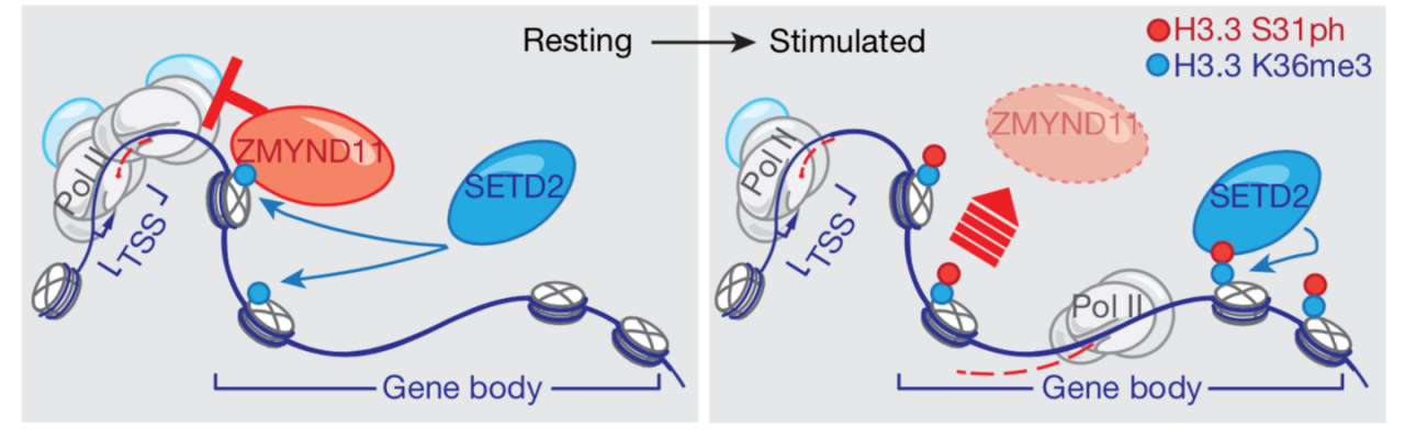1596123488658059501.png 清華大學(xué)醫(yī)學(xué)院:李海濤課題組《自然》發(fā)表合作論文揭示快速轉(zhuǎn)錄延伸標(biāo)志性組蛋白修飾-肽度TIMEDOO