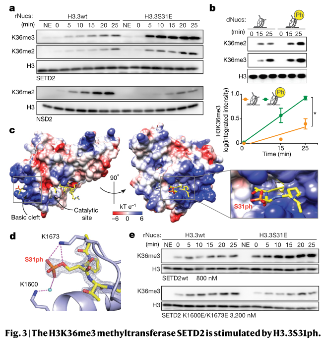 1596123786383078834.png 清華大學(xué)醫(yī)學(xué)院:李海濤課題組《自然》發(fā)表合作論文揭示快速轉(zhuǎn)錄延伸標(biāo)志性組蛋白修飾-肽度TIMEDOO