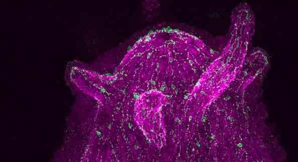 基爾大學:神經(jīng)元能直接與腸道中的細菌相互交流-肽度TIMEDOO