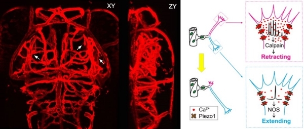 腦科學(xué)與智能技術(shù)卓越創(chuàng)新中心:發(fā)現(xiàn)大腦三維血管網(wǎng)絡(luò)形成的細(xì)胞和分子機(jī)制-肽度TIMEDOO