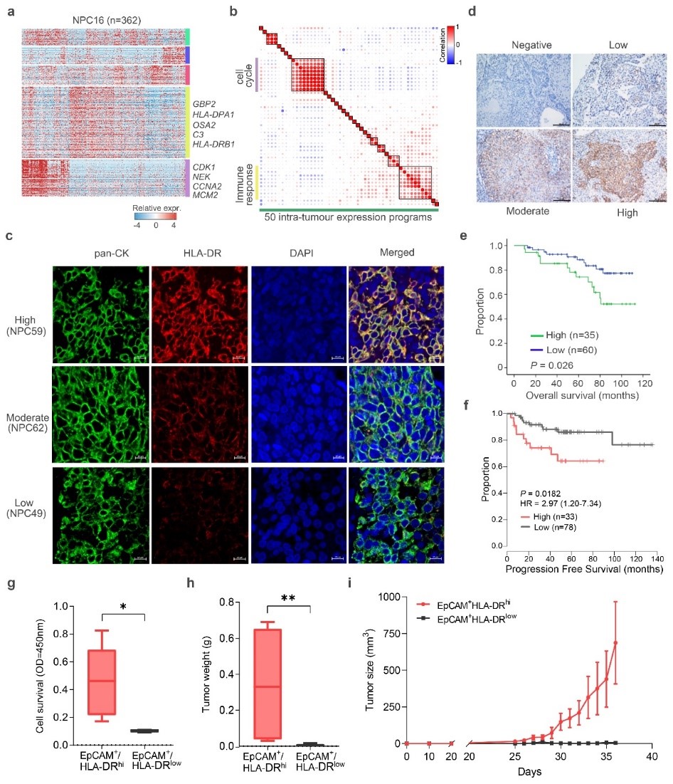 北京大學(xué)BIOPIC:白凡課題組與合作者發(fā)現(xiàn)鼻咽癌“上皮-免疫”雙重特征腫瘤細胞并揭示其重要生物學(xué)功能-肽度TIMEDOO