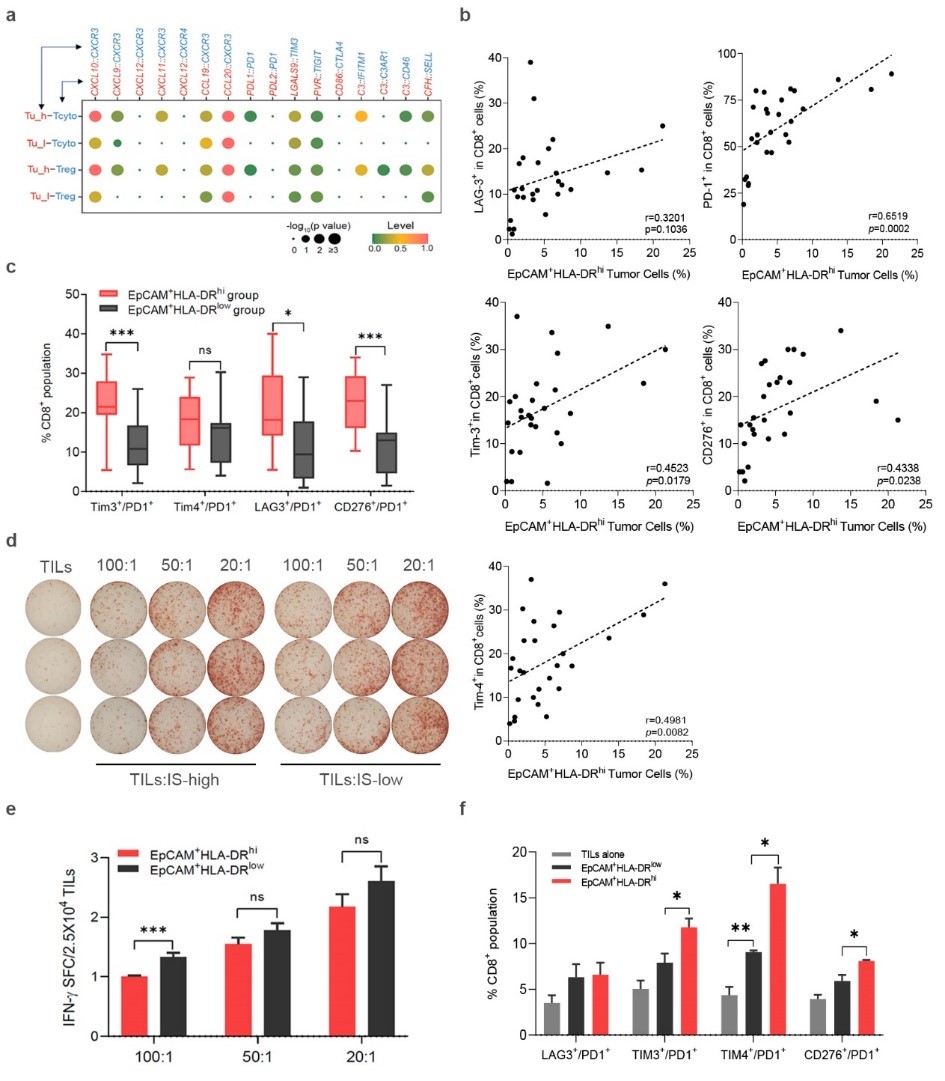 北京大學(xué)BIOPIC:白凡課題組與合作者發(fā)現(xiàn)鼻咽癌“上皮-免疫”雙重特征腫瘤細胞并揭示其重要生物學(xué)功能-肽度TIMEDOO