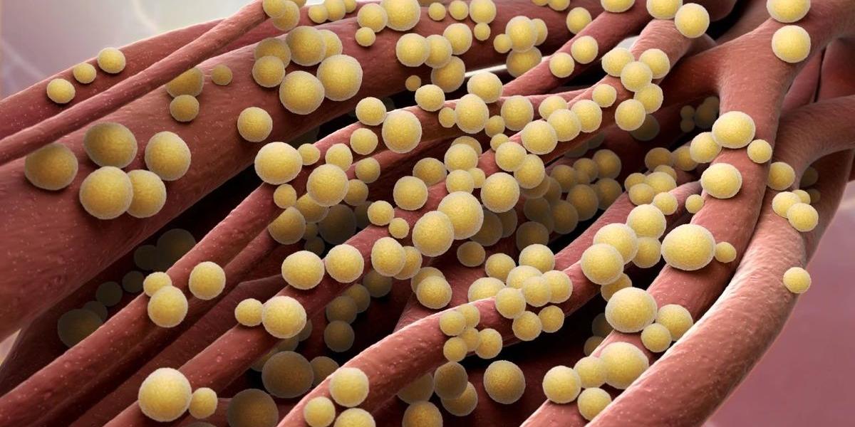 抗生素耐藥死結(jié)有望解開！科學(xué)家用“樂高模塊法”合成新抗生素，論文登上《自然》雜志-肽度TIMEDOO