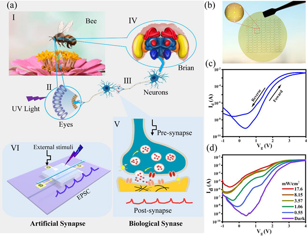 蘇州納米所: 面向智能仿生感知系統(tǒng)的柔性人工突觸研究取得進展-肽度TIMEDOO
