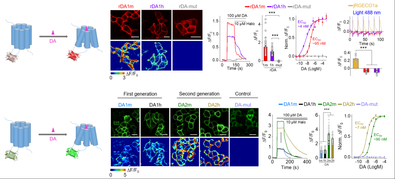 北京大學(xué):李毓龍實驗室與合作者實現(xiàn)新型紅色熒光多巴胺探針和第二代綠色熒光多巴胺探針的開發(fā)及應(yīng)用-肽度TIMEDOO