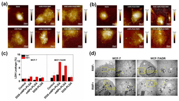 寧波材料技術(shù)與工程研究所: 基于納米鐵氧體磁性材料的腫瘤治療研究獲進(jìn)展-肽度TIMEDOO
