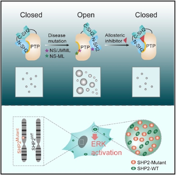 上海有機化學(xué)研究所: 發(fā)現(xiàn)蛋白異?!耙阂合喾蛛x”導(dǎo)致人類發(fā)育性疾病新機制-肽度TIMEDOO
