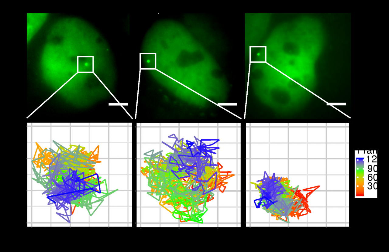 生命科學(xué)學(xué)院孫育杰/李程課題組合作揭示核纖層蛋白對人源細(xì)胞中染色質(zhì)高級結(jié)構(gòu)及染色質(zhì)運動狀態(tài)的調(diào)控-肽度TIMEDOO