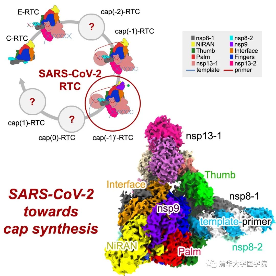 清華大學(xué)饒子和院士、婁智勇教授團(tuán)隊解答新冠病毒RNA延伸與帽結(jié)構(gòu)合成的分子機(jī)制-肽度TIMEDOO