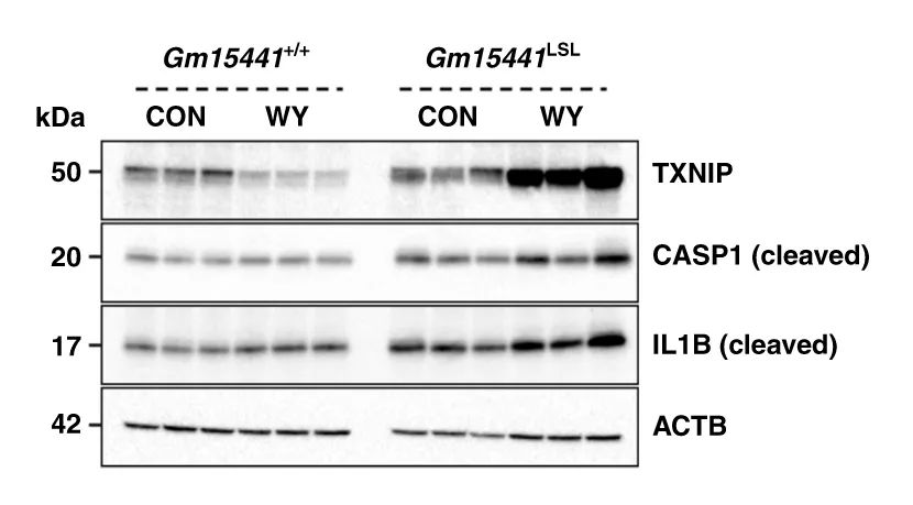 Nature子刊丨lncRNA Gm15441減弱肝炎性小體激活以響應(yīng)PPARα激動劑和禁食-肽度TIMEDOO