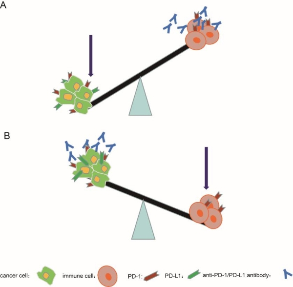 蘇州生物醫(yī)學(xué)工程技術(shù)研究所: 發(fā)現(xiàn)免疫檢查點分子PD-1在腫瘤中普遍表達(dá)-肽度TIMEDOO