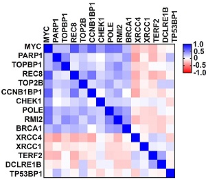合肥物質(zhì)科學(xué)研究院: 采用“合成致死”策略治療小細(xì)胞肺癌-肽度TIMEDOO