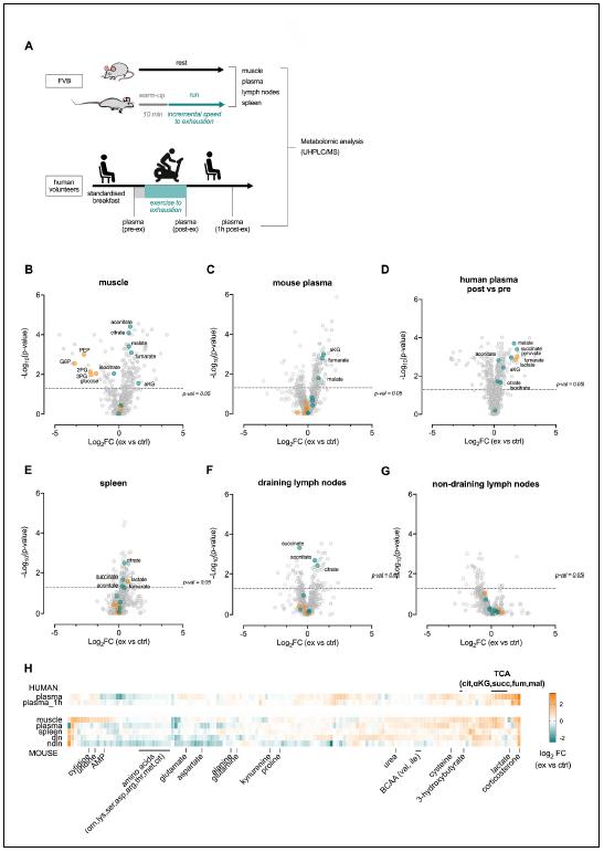 eLife最新解析：運動是如何通過免疫系統(tǒng)抑制腫瘤生長的？-肽度TIMEDOO