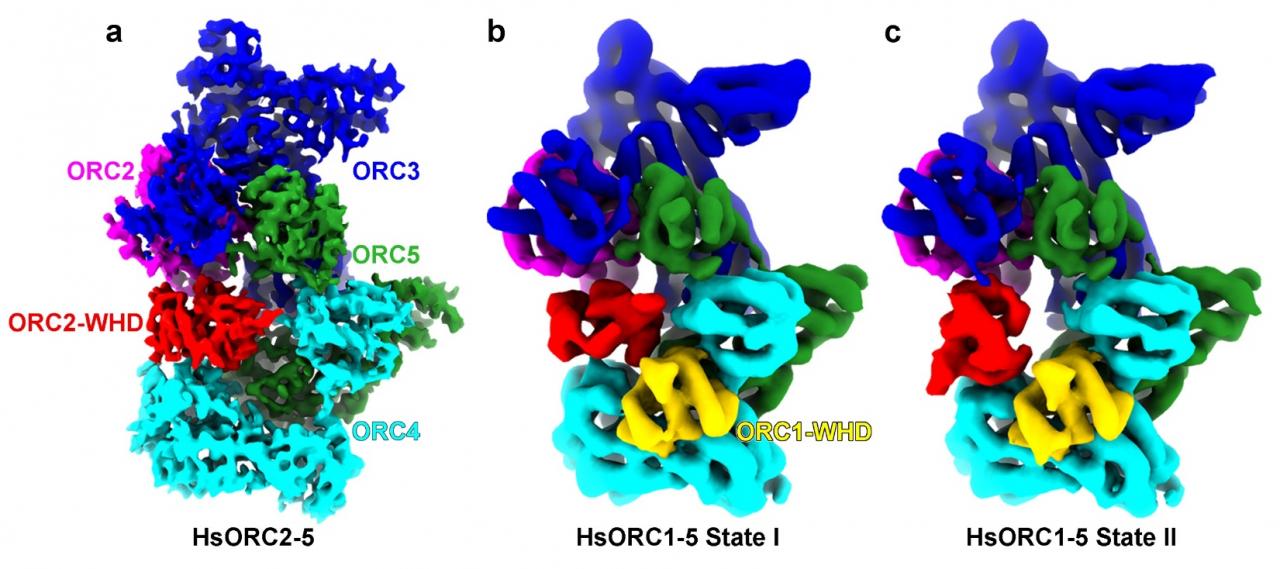 北京大學(xué)生命科學(xué)學(xué)院高寧組報(bào)道人源DNA復(fù)制起始復(fù)合物ORC的冷凍電鏡結(jié)構(gòu)-肽度TIMEDOO