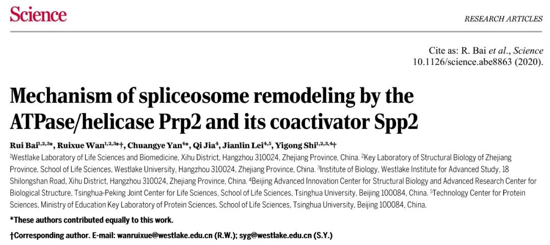 施一公研究組在《科學(xué)》發(fā)文報(bào)道剪接體 激活過程中結(jié)構(gòu)重塑的分子機(jī)理-肽度TIMEDOO