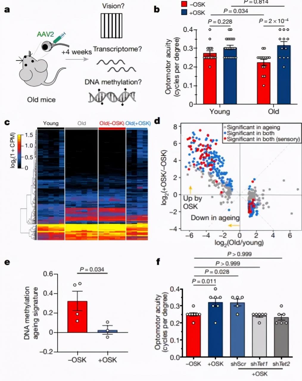 視力下降問題獲重大突破，哈佛團(tuán)隊采用重編程神經(jīng)元法，恢復(fù)小鼠一半視力-肽度TIMEDOO