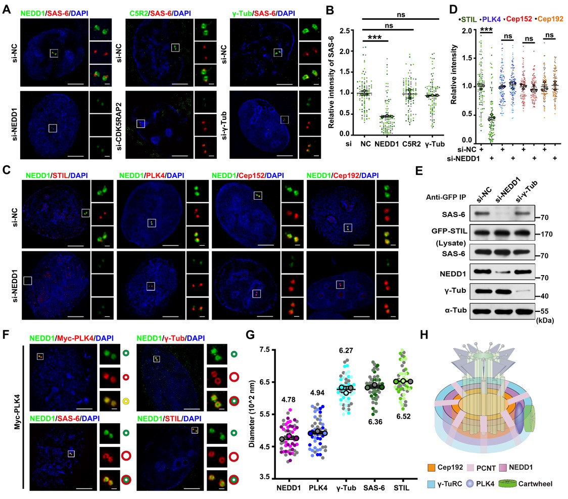 7495f02df6e74ad2881fbb56528c3669.jpg 北京大學(xué)生命學(xué)院張傳茂課題組在中心體復(fù)制起始調(diào)控研究中取得新進(jìn)展-肽度TIMEDOO