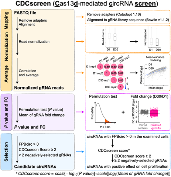研究人員利用CRISPR-Cas13完成對環(huán)形RNA功能的篩選和研究-肽度TIMEDOO