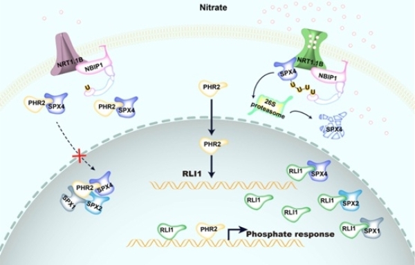 遺傳發(fā)育所揭示硝酸鹽誘導(dǎo)的磷響應(yīng)機(jī)制-肽度TIMEDOO