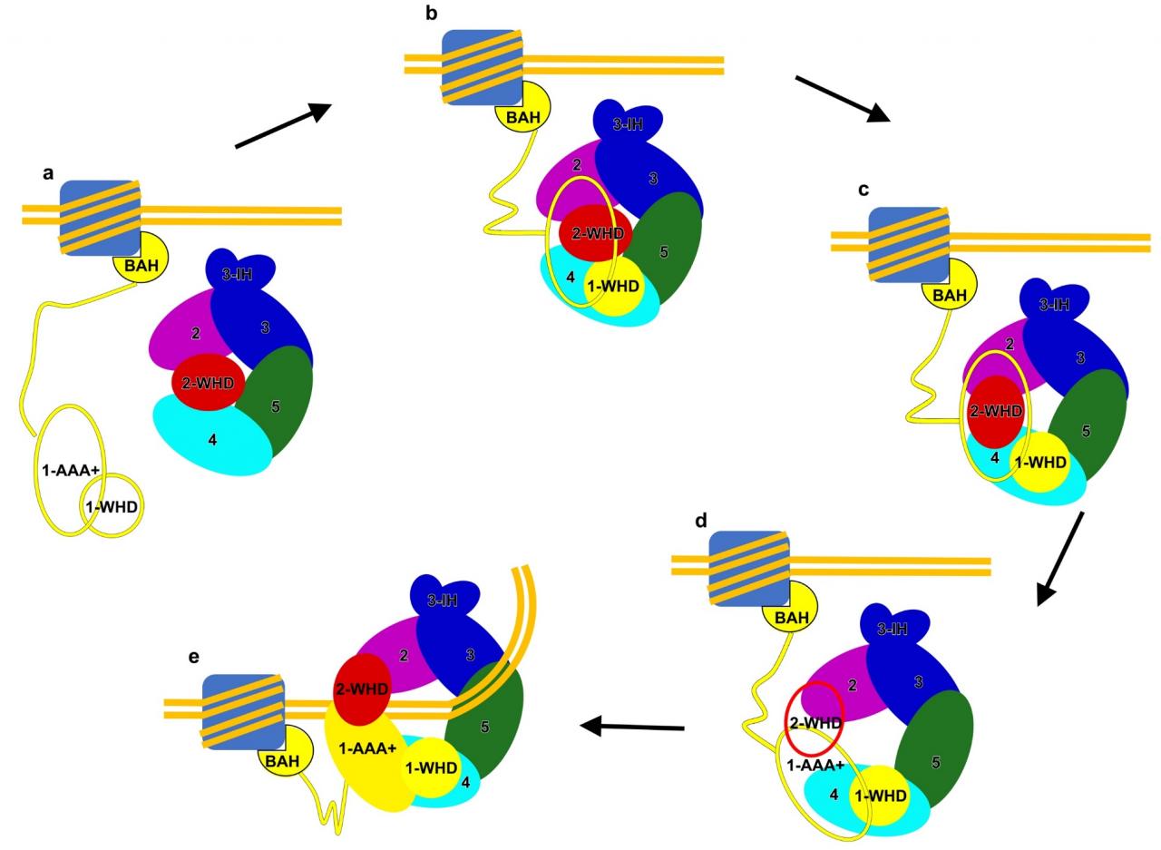 北京大學(xué)生命科學(xué)學(xué)院高寧組報(bào)道人源DNA復(fù)制起始復(fù)合物ORC的冷凍電鏡結(jié)構(gòu)-肽度TIMEDOO