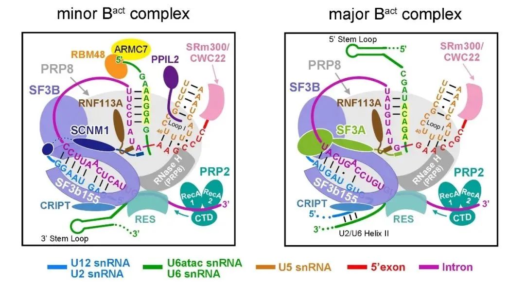 重磅！施一公研究組在《科學(xué)》發(fā)文報道世界首個人源次要剪接體的電鏡結(jié)構(gòu)-肽度TIMEDOO