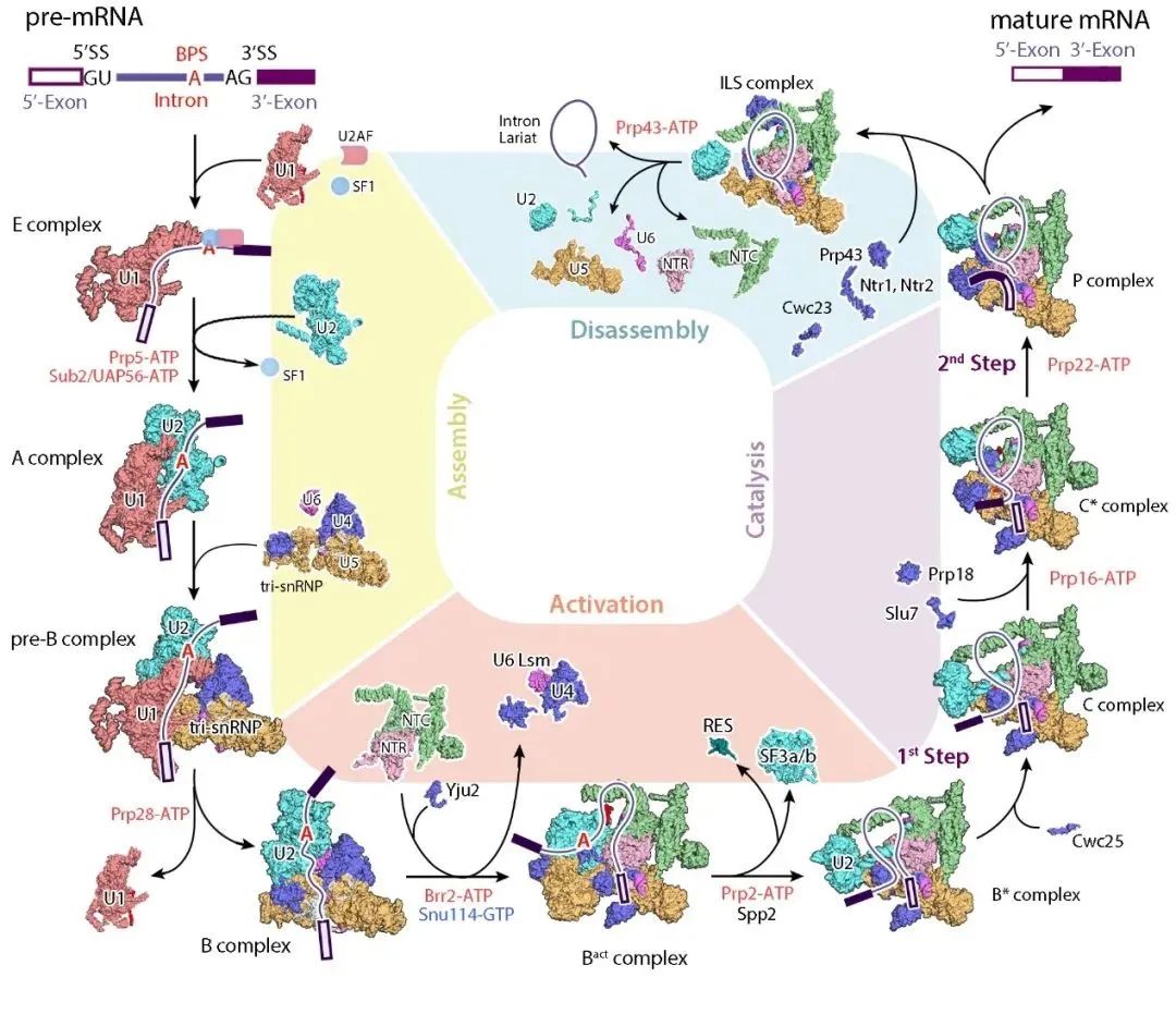 重磅！施一公研究組在《科學(xué)》發(fā)文報道世界首個人源次要剪接體的電鏡結(jié)構(gòu)-肽度TIMEDOO