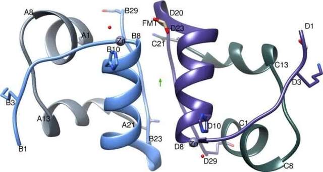 為什么 Glulisine 胰島素起效更快？英國科學家首次給出分子水平解釋-肽度TIMEDOO