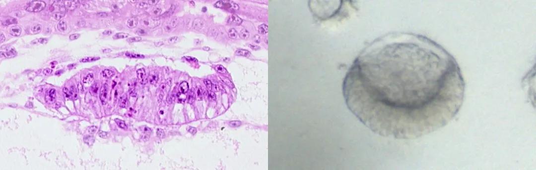 34歲清華海歸教授開創(chuàng)“無胚化”人類胚胎學(xué)技術(shù)，用機械微系統(tǒng)和干細胞替代早期胚胎-肽度TIMEDOO